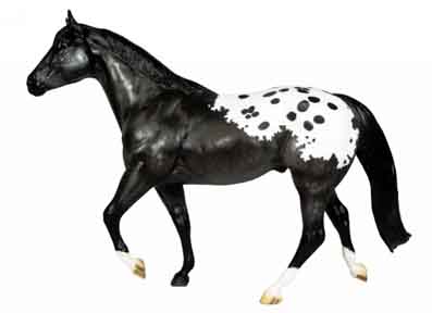 Stock Horse Stallion, Bay Appaloosa