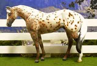 Stock Horse Stallion, Bay Appaloosa