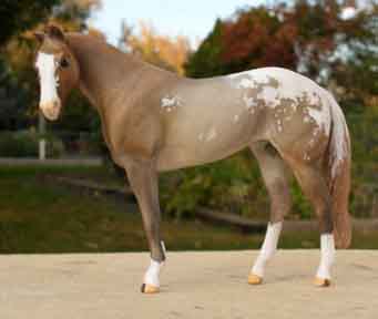 Buckskin Blanket Appaloosa